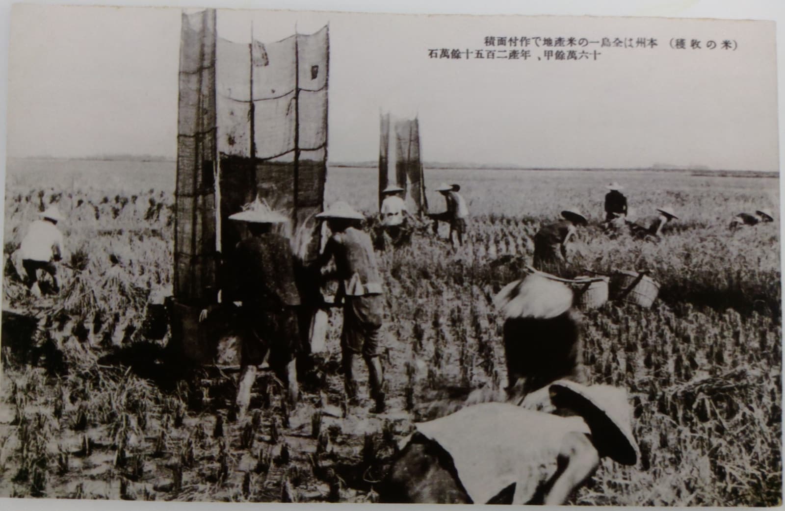 日治時期臺中州的稻米收穫,出自當年的明信片。蓬萊米後來就是在這樣的田裡取代了在來米。